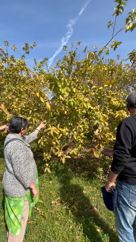 plucking fruits 576x1024